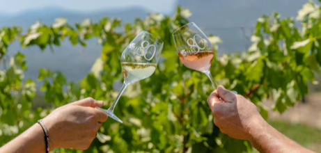 A RONCA - FIGARELLA : DEGUSTATION DE VIN AOP CORSE