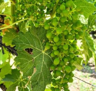 A RONCA - FIGARELLA : DEGUSTATION DE VIN AOP CORSE